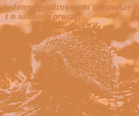 Jeż jesiennie pozdrawia